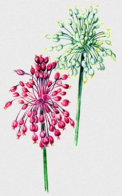 Лук хорошенький (Allium pulchellum): слева — типичная форма, справа — белоцветковая форма.