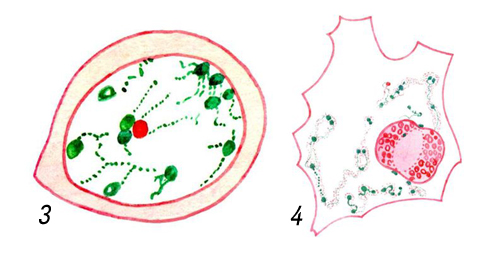 Клеточные ядра на окрашенных препаратах: яйцеклетки креветки рода Palaemon на ранней (3) и поздней (4, изображено только ядро) стадиях, в процессе развития ядро приобретает неправильную форму, хроматин (зеленый) рассеивается, ядрышко (красное) растет и вакуолизируется, окраска метиловым зеленым — пиронином.