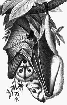 Летучая собака (Pteropus capistratus).