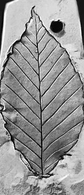 Рис. 5д. Отпечатки листьев: бук Fagus orientalis из миоценовых отложений Донецкого бассейна.