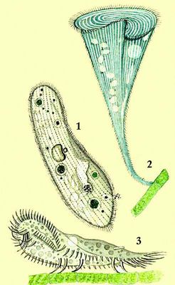 Инфузории: 1 — туфелька (Paramecium caudatum); 2 — трубач (Stentor coeruleus); 3 — стилонихия (Stylonichia mytilus).