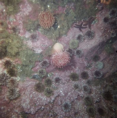 Пояс красных литотамиев, зелёных ульв и кладофор с поселившимися на них животными (морские ежи, звёзды, голотурии) в Баренцевом море на глубине 5-8 м.
