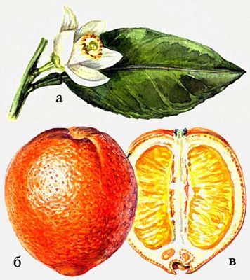 Цитрусовые культуры. Апельсин (б — плод, в — плод в разрезе).