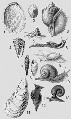 Моллюски. 1 — Haliotis tuberculata; 2 — Acmaea cassis; 3 — Rapana thomasiana; 4 — Conus marmoreus; 5 — Calliostoma zizyphinus; 6 — Limax cinereoniger; 7 — Iphigena ventricosa; 8 — Zebrina cylindrica; 9 — Succinea putris; 10 — Helix pomatia; 11 — Crassostrea gigas; 12 — Lymnaea stagnalis; 13 — Planorbarius corneus.
