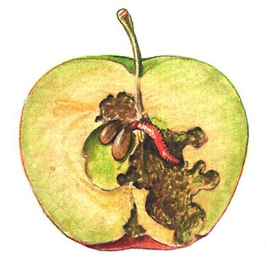 Яблонная плодожорка. Гусеница внутри плода.