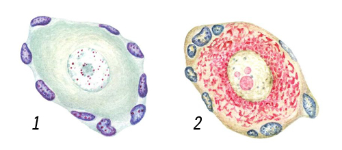 Клеточные ядра на окрашенных препаратах: нервные клетки с крупным ядром, окраска (красно-фиолетовая) по Фёльгену на ДНК (1), метиловым зеленым на ДНК и пиронином (красный цвет) на РНК (2); по краям видны ядра соединительнотканных клеток.