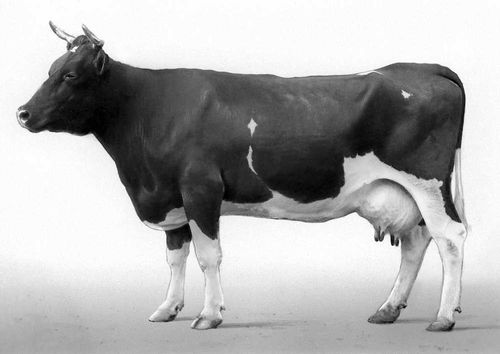 Корова аулиеатинской породы.