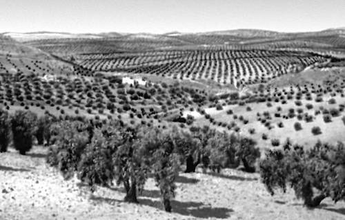 Оливковые плантации в Андалусии на юге Испании.