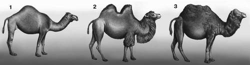 Гибридные животные: 1 — одногорбый верблюд (дромедар); 2 — двугорбый верблюд (бактриан); 3 — нар, гибрид первого поколения между дромедаром и бактрианом.