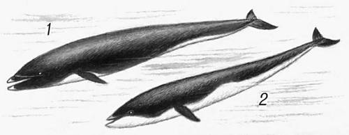 Китовидные дельфины: 1 — северный; 2 — южный.