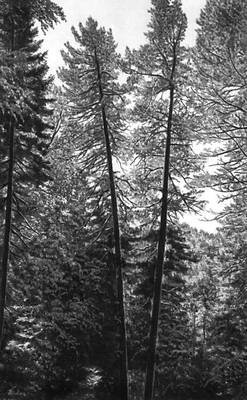 Кедровый лес из кедровой сосны сибирской.