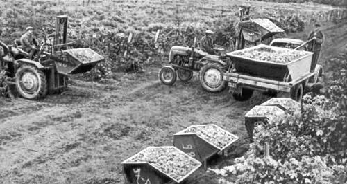 Механизированный вывоз винограда в колхозе «Ленинский путь» Чадыр-Лунгского р-на Молдавской ССР.