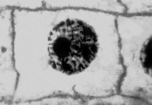 Рис. 2 (9). Митоз в меристематических клетках корешка лука (микрофотография). Образование дочерних клеток.
