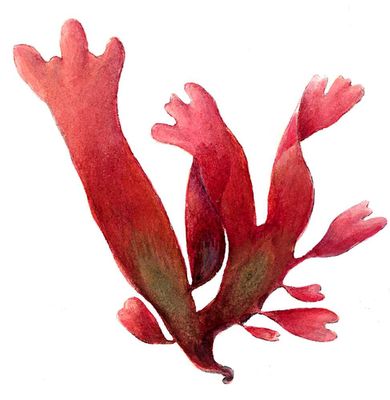Красные водоросли. Родимения (Rhodymenia).