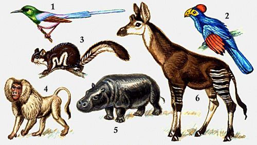 Характерные животные Эфиопской области: 1 — нектарница Джонстона; 2 — бананоед; 3 — гигантский шипохвост; 4 — гамадрил; 5 — карликовый бегемот; 6 — окапи.