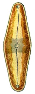 Диатомовые водоросли. Пиннулярия (Pinnularia).