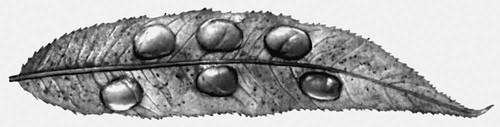 Опухоли у растений: галлы на листе ивы ломкой, вызываемые пилильщиком Pontania proxima.