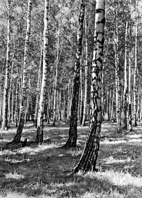 Берёзовый лес в Подмосковье.