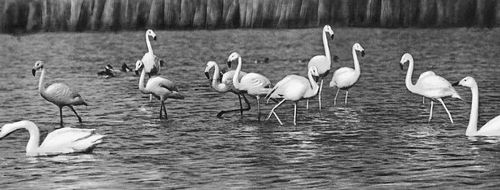 Фламинго и лебеди в заповеднике Аскания-Нова.