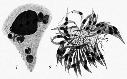 Leishmania donovani: 1 — паразиты в лейкоците из периферической крови человека; 2 — лептомонадные формы в культуре.