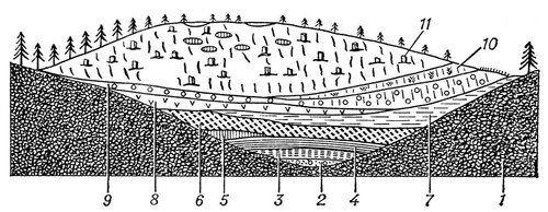 Рис. 2. Схема (разрез) строения выпуклого болота, образованного зарастанием озера: 1 — минеральное дно; 2 — пресноводный мергель; 3 — сапропелит; 4 — тростниковый торф; 5— хвощовый торф; 6 — осоковый торф; 7 —лесной торф; 8 — гипновый торф; 9 — шейхцериево-сфагновый торф; 10 — пушицево-сфагновый торф; 11 — сфагновый торф с пнями сосны.