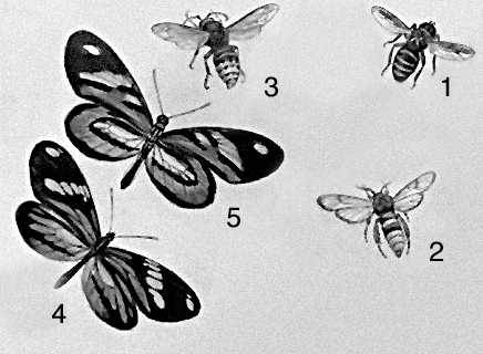 Съедобные насекомые, похожие на несъедобных: 1 — муха журчалка осовидная и 2 — бабочка стеклянница шершневидная, похожие на шершня — 3; 4 — бабочка белянка, похожая на хищную бабочку итонииду — 5.
