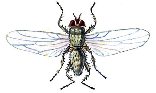 Свекловичная минирующая муха, самка (длина тела 6—8 мм).