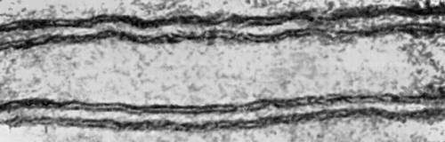 Рис. 2. Мембраны двух соседних нервных клеток (электронный микроскоп, увелич. в 400 000 раз). Каждая мембрана имеет толщину 75Å и видна в виде двух тёмных полос, разделённых более светлой полосой, толщиной 35 Å. Щель между клетками достигает 150 Å. Две тёмные полосы соответствуют белковому слою модели Даниелли и Даусона, а светлая полоса между ними — липидному слою.