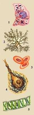 Разнообразие животных и растительных клеток: 1 — клетка печени аксолотля, в цитоплазме — красные митохондрии и фиолетовые белковые включения, в ядре — красное ядрышко и синие глыбки хроматина; 2 — хроматофор аксолотля, заполненный гранулами пигмента; 3 — эритроциты лягушки; 4 — клетка Пуркине мозжечка крысы; 5 — клетка водоросли спирогиры.