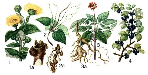 1 — девясил высокий, 1а — корень; 2 — диоскорея кавказская, 2а — корневище; 3 — женьшень, 3а — корневая сиситема; 4 — жестер слабительный.