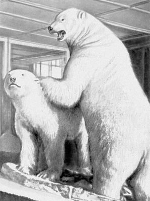 Зоологический музей в Ленинграде. Биогруппа — белые медведи.
