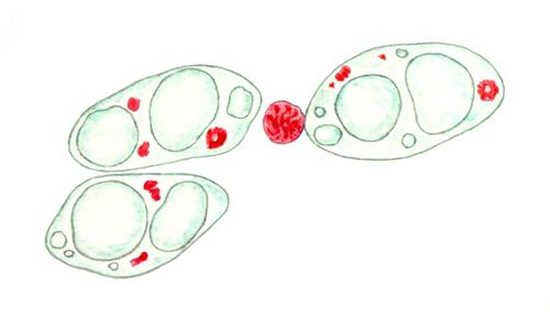 Клеточные ядра на окрашенных препаратах: три диплоидных макронуклеуса и один микронуклеус инфузории рода Remanella, окраска по Фёльгену на ДНК, в макронуклеусах видны хромоцентры (красно-фиолетовые) и ядрышки (бледно-зеленые).