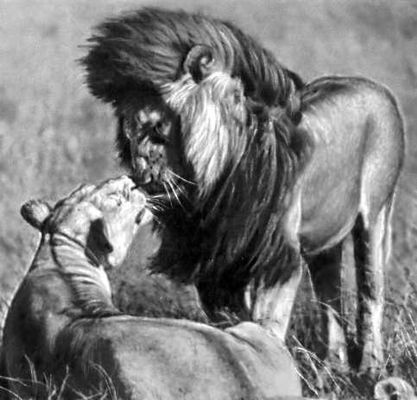 Национальный парк Серенгети (Танзания). Лев и львица.