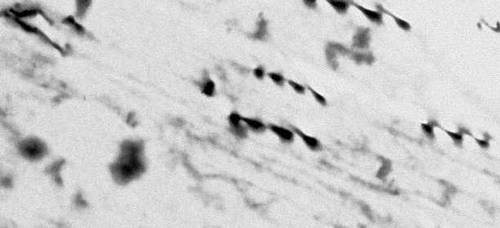 Рис. 4а. Микроструктура сплава на основе молибдена, наблюдаемая с помощью электронного микроскопа: слабо деформированный сплав (видны дислокации в виде тёмных прерывистых линий).