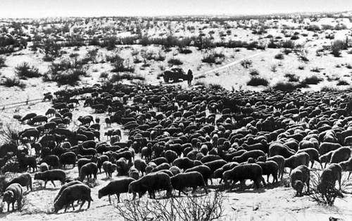 Отара овец в пустыне Муюнкум.