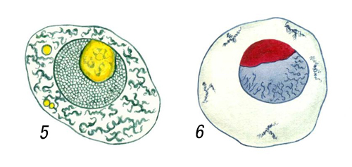 Клеточные ядра на окрашенных препаратах: ядра яйцеклеток моллюсков рода Littorina, видны две различно окрашивающиеся части ядрышка (амфинуклеолы), окраска метиловым синим — оранженвым Ж (5) и азаном (6).