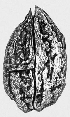 Рис. 10а — лигнитизированный серый орех Juglans cinerea из плиоценовых отложений.