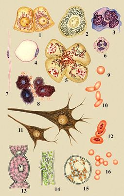 Разнообразие животных и растительных клеток: 1 — клетки почки лягушки, видны митохондрии; 2 — чувствительная клетка спинномозгового ганглия человека, виден комплекс Гольджи; 3 — мегакариоцит из костного мозга человека; 4 — жировая клетка из подкожной клетчатки крысы; 5 — клетки поджелудочной железы человека, видны комплекс Гольджи и секреторные гранулы; 6 — нейтрофильный лейкоцит человека; 7 — гладкая мышечная клетка кишечника человека; 8 — тучные клетки в рыхлой соединительной ткани крысы; 9 — эритроциты человека; 10 — эритроциты верблюда; 11 — малая и большая пирамидальные клетки коры головного мозга человека; 12 — эритроциты курицы; 13 — клетка волоска тычиночной нити традесканции; 14 — клетки листа элодеи; 15 — клетка плода ландыша; 16 — эритроциты свиньи.