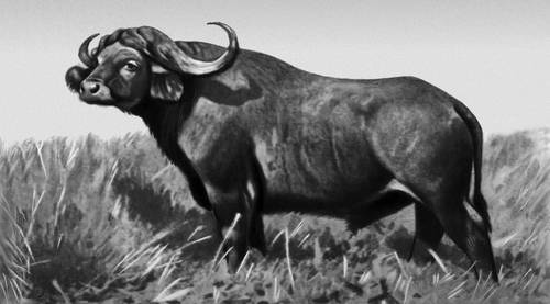 Африканский буйвол.
