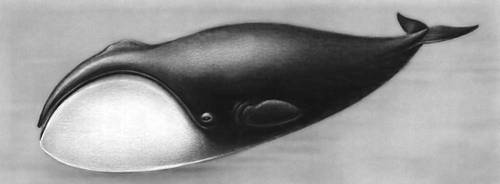 Рис. к ст. Гренландский кит.