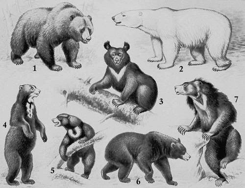 Медведи: 1 — бурый; 2 — белый; 3 — белогрудый; 4 — очковый; 5 — малайский; 6 — барибал; 7 — губач.