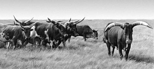 Стадо африканского большерогого скота — ватусси в заповедной степи «Аскания-Нова».