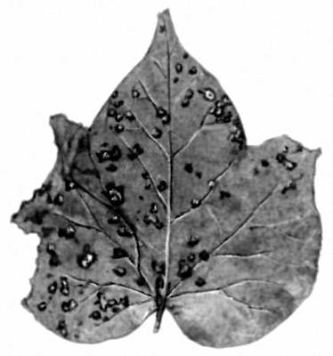 Пятнистости. Бактериальная пятнистость листьев хлопчатника (возбудитель бактерия Pseudomonas malvacearum).