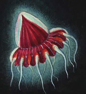 Сцифомедуза Peryphilla hyacintina.
