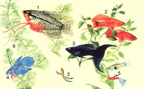 Рыбы: 1 — жемчужный гурами; 2 — флаговый меченосец; 3 — молинезия лира; 4 — бойцовая рыбка; 5 — гуппи. Аквариумные растения: 6 — мириофиллюм; 7 — людвигия.