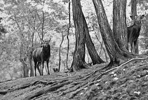 Пятнистые олени в лесах Приморья.