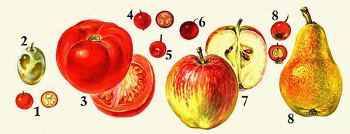 Cинкарпные плоды: 1—2 — верхняя синкарпная ягода (1 — ландыш, 2 — виноград, 3 — томат); 4 — нижняя синкарпная костянка (бузина); 5—6 — нижняя синкарпная ягода (5 — жимолость, 6 — клюква); 7—9 — яблоко (7 — яблоко, 8 — боярышник, 9 — груша).