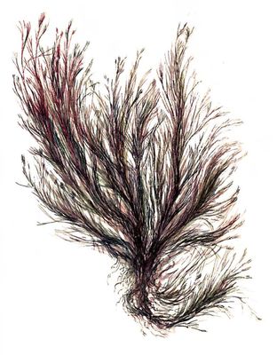 Красные водоросли. Полисифония (Polysiphonia).