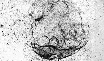 Тонковолокнистая туманность — остаток вспышки сверхновой: Симеиз 147 (изображение негативное).