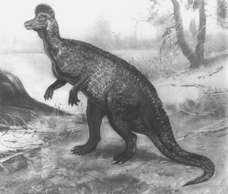 Представитель ламбеозавров — Corythosaurus (Сев. Америка). Реконструкция.
